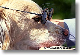 animals, dogs, horizontal, profile, sam, sammy, sunglasses, photograph