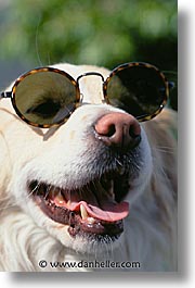 animals, dogs, sam, sammy, sunglasses, vertical, photograph