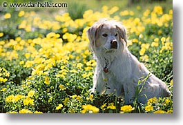 animals, dogs, flowers, horizontal, sam, sammy, yellow, photograph