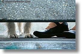 animals, dogs, feet, horizontal, paws, sammy, shoes, photograph