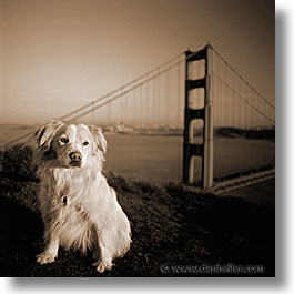 animals, dogs, golden gate bridge, sammy, sepia, square format, photograph