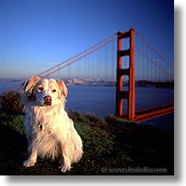 animals, dogs, golden gate bridge, sammy, square format, photograph