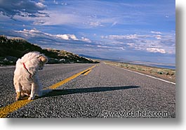 animals, dogs, highways, horizontal, sammy, photograph