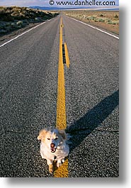animals, dogs, highways, sammy, vertical, photograph