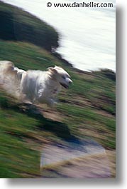 animals, dogs, likes, sammy, vertical, wind, photograph