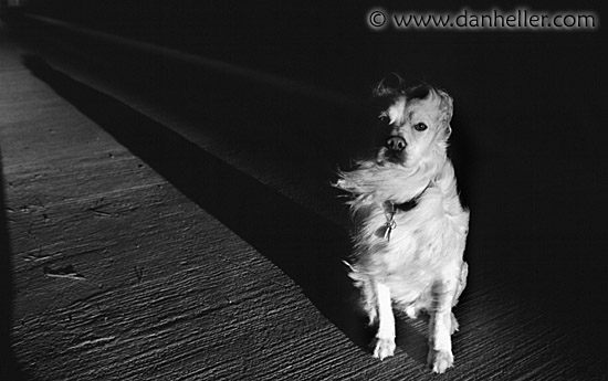 sammy-long-shadow.jpg