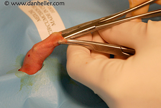 circumcision-04.jpg