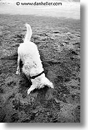 animals, beach dogs, black and white, canine, digger, dogs, vertical, photograph