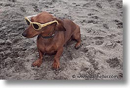 animals, beach dogs, canine, dogs, glasses, horizontal, photograph