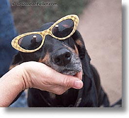 animals, beach dogs, canine, dogs, glasses, horizontal, photograph