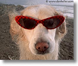 animals, beach dogs, canine, dogs, glasses, horizontal, sammy, photograph