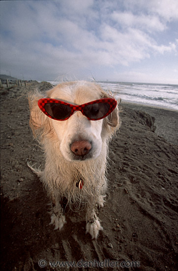 sammy-red-glasses.jpg