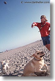 animals, beach dogs, canine, dogs, owners, pals, vertical, photograph