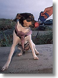 animals, beach dogs, canine, dogs, owners, pals, vertical, photograph