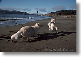 animals, beach dogs, canine, dogs, horizontal, playing, photograph
