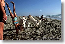 animals, beach dogs, canine, dogs, horizontal, playing, photograph