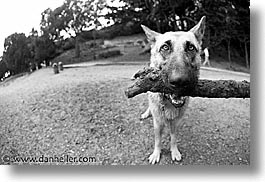 animals, beach dogs, black and white, canine, dogs, horizontal, portraits, photograph