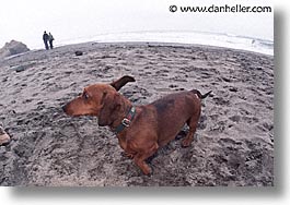 animals, beach dogs, canine, dogs, horizontal, portraits, photograph