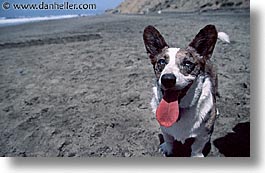 animals, beach dogs, canine, dogs, horizontal, portraits, red, tongues, photograph