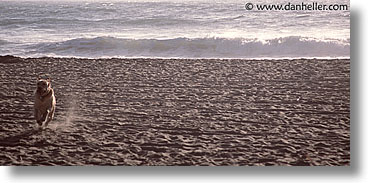 images/Topics/Pooches/BeachDogs/Running/running-0001.jpg