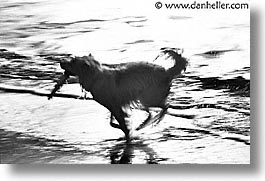 animals, beach dogs, black and white, canine, dogs, horizontal, running, photograph