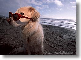 animals, beach dogs, canine, dogs, horizontal, sammy, photograph