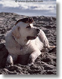 animals, beach dogs, canine, dogs, lab, vertical, white, white lab, photograph