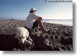 animals, beach dogs, canine, dogs, horizontal, lab, white, white lab, photograph
