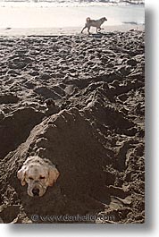 animals, beach dogs, canine, dogs, lab, vertical, white, white lab, photograph