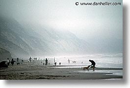 animals, beach dogs, canine, dogs, horizontal, pals, photograph