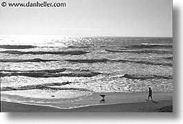 animals, beach dogs, black and white, canine, dogs, horizontal, pals, photograph