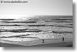 animals, beach dogs, black and white, canine, dogs, horizontal, pals, photograph