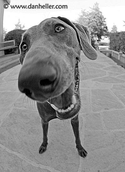 big-nose-3.jpg