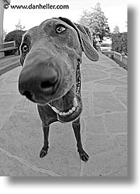 images/Topics/Pooches/Nox/big-nose-3.jpg