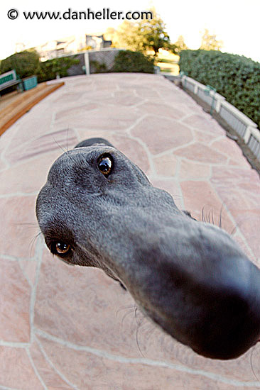 big-nose-6.jpg