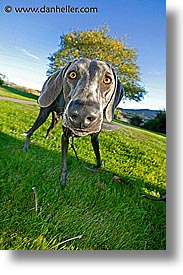 animals, big, canine, dogs, nose, nox, vertical, photograph