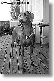 images/Topics/Pooches/Nox/false-hope-2.jpg