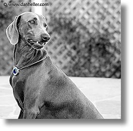 images/Topics/Pooches/Nox/false-hope-4.jpg