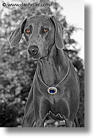 images/Topics/Pooches/Nox/false-hope-6.jpg