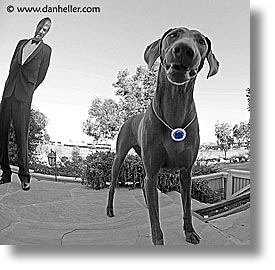 animals, canine, dogs, false, fisheye lens, hope, nox, square format, photograph