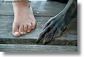 animals, canine, dogs, feet, horizontal, nox, photograph