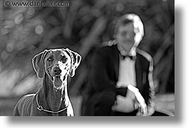 images/Topics/Pooches/Nox/nox-n-dave-2-bw.jpg