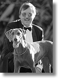 animals, black and white, canine, dave, dogs, nox, vertical, photograph