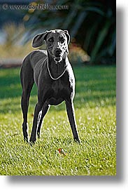 images/Topics/Pooches/Nox/nox-pose-2.jpg