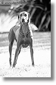 animals, black and white, canine, dogs, nox, poses, vertical, photograph