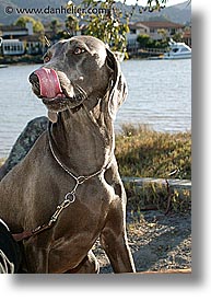 animals, canine, dogs, nox, tongues, vertical, photograph