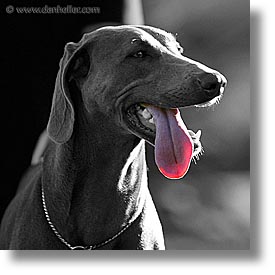 images/Topics/Pooches/Nox/nox-tongue-2.jpg