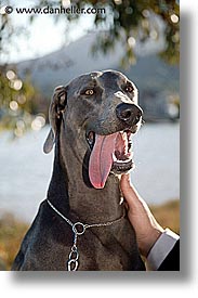 animals, canine, dogs, nox, tongues, vertical, photograph