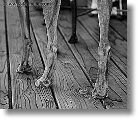 animals, canine, dogs, horizontal, legs, nox, peg, photograph