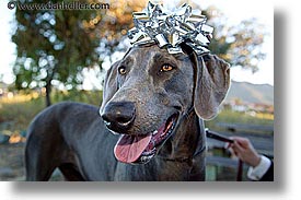 images/Topics/Pooches/Nox/ribbon-head.jpg